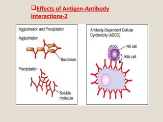 Effects of Antigen-Antibody
Interactions-2
 
