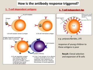 How is the antibody response triggered?
1. T-cell dependent antigens 2. T-cell independent Ags2. T-cell independent Ags
e.g. polysaccharides, LPS
response of young children to
these antigens is poor
Result: Clonal selection
and expansion of B-cells
 