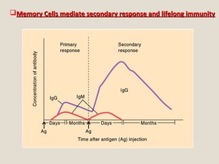 Memory Cells mediate secondary response and lifelong immunityMemory Cells mediate secondary response and lifelong immunity
 