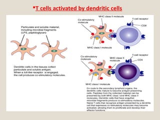 T cells activated by dendritic cells
 