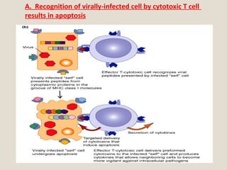 A. Recognition of virally-infected cell by cytotoxic T cell
results in apoptosis
 