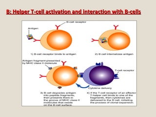 B: Helper T-cell activation and interaction with B-cellsB: Helper T-cell activation and interaction with B-cells
 