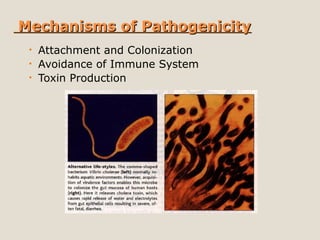 Mechanisms of PathogenicityMechanisms of Pathogenicity
• Attachment and Colonization
• Avoidance of Immune System
• Toxin Production
 