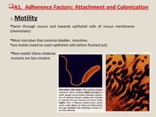 1. Motility
Swim through mucus and towards epithelial cells of mucus membranes
(chemotaxis)
Most microbes that colonize bladder, intestines
are motile (need to reach epithelial cells before flushed out)
Non-motile Vibrio cholerae
mutants are less virulent
A1. Adherence Factors: Attachment and Colonization
 