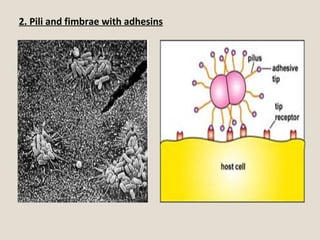 2. Pili and fimbrae with adhesins
 