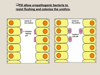 Pili allow uropathogenic bacteria toPili allow uropathogenic bacteria to
resist flushing and colonize the urethraresist flushing and colonize the urethra..
 