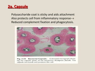 2a. Capsule2a. Capsule
Polysaccharide coat is sticky and aids attachment
Also protects cell from inflammatory response→
Reduced complement fixation and phagocytosis.
 