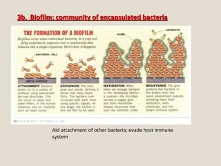 3b. Biofilm: community of encapsulated bacteria3b. Biofilm: community of encapsulated bacteria
Aid attachment of other bacteria; evade host immune
system
 