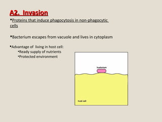 A2. InvasionA2. Invasion
Proteins that induce phagocytosis in non-phagocytic
cells
Advantage of living in host cell:
•Ready supply of nutrients
•Protected environment
Bacterium escapes from vacuole and lives in cytoplasm
 