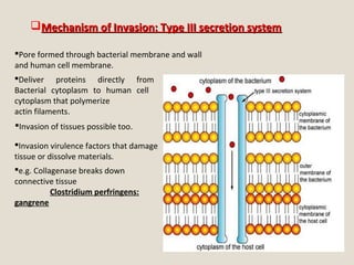 Mechanism of Invasion: Type III secretion systemMechanism of Invasion: Type III secretion system
Pore formed through bacterial membrane and wall
and human cell membrane.
Deliver proteins directly from
Bacterial cytoplasm to human cell
cytoplasm that polymerize
actin filaments.
Invasion of tissues possible too.
Invasion virulence factors that damage
tissue or dissolve materials.
e.g. Collagenase breaks down
connective tissue
Clostridium perfringens:
gangrene
 