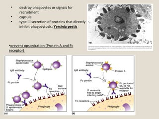 • destroy phagocytes or signals for
recruitment
• capsule
• type III secretion of proteins that directly
inhibit phagocytosis: Yersinia pestis
•prevent opsonization (Protein A and Fc
receptor)
 