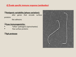 Antigenic variability (phase variation):
alter genes that encode surface
proteins
like adhesins
Low immunogenicity:
 ‘Teflon’ pathogens (spirochaetes)
 few surface proteins
IgA protease
ii) Evade specific immune response (antibodies)
 
