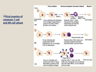 Viral evasion of
cytotoxic T cell
and NK cell attack
 