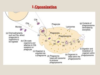 1.1.OpsonizationOpsonization
 