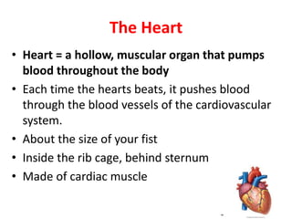 The Heart
• Heart = a hollow, muscular organ that pumps
blood throughout the body
• Each time the hearts beats, it pushes blood
through the blood vessels of the cardiovascular
system.
• About the size of your fist
• Inside the rib cage, behind sternum
• Made of cardiac muscle
 