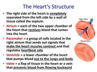 The Heart’s Structure
• The right side of the heart is completely
separated from the left side by a wall of
tissue called the septum.
• Atrium = each of the two upper chamber of
the heart that receives blood that comes
into the heart
• Pacemaker = a group of cells located in the
right atrium that sends out signals that
make the heart muscles contract and that
regulates heartbeat rate
• Ventricle = a lower chamber of the heart
that pumps blood out to the lungs and body
• Valve = a flap of tissue in the heart or a vein
that prevents blood from flowing backward
 
