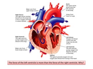 The force of the left ventricle is more than the force of the right ventricle. Why?
 