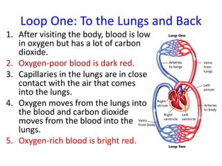 Loop One: To the Lungs and Back
1. After visiting the body, blood is low
in oxygen but has a lot of carbon
dioxide.
2. Oxygen-poor blood is dark red.
3. Capillaries in the lungs are in close
contact with the air that comes
into the lungs.
4. Oxygen moves from the lungs into
the blood and carbon dioxide
moves from the blood into the
lungs.
5. Oxygen-rich blood is bright red.
 