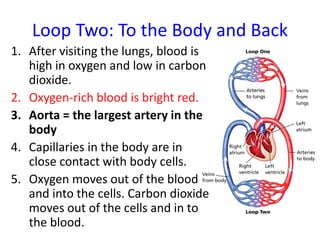 Loop Two: To the Body and Back
1. After visiting the lungs, blood is
high in oxygen and low in carbon
dioxide.
2. Oxygen-rich blood is bright red.
3. Aorta = the largest artery in the
body
4. Capillaries in the body are in
close contact with body cells.
5. Oxygen moves out of the blood
and into the cells. Carbon dioxide
moves out of the cells and in to
the blood.
 