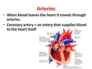 Arteries
• When blood leaves the heart it travels through
arteries.
• Coronary artery = an artery that supplies blood
to the heart itself
 
