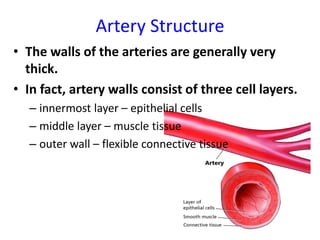 Artery Structure
• The walls of the arteries are generally very
thick.
• In fact, artery walls consist of three cell layers.
– innermost layer – epithelial cells
– middle layer – muscle tissue
– outer wall – flexible connective tissue
 