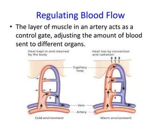 Regulating Blood Flow
• The layer of muscle in an artery acts as a
control gate, adjusting the amount of blood
sent to different organs.
 