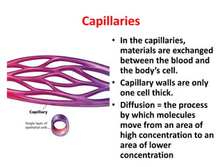 Capillaries
• In the capillaries,
materials are exchanged
between the blood and
the body’s cell.
• Capillary walls are only
one cell thick.
• Diffusion = the process
by which molecules
move from an area of
high concentration to an
area of lower
concentration
 