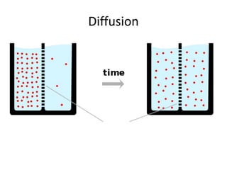 Diffusion
 