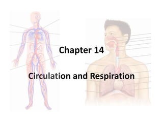 Chapter 14
Circulation and Respiration
 