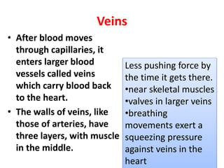 Veins
• After blood moves
through capillaries, it
enters larger blood
vessels called veins
which carry blood back
to the heart.
• The walls of veins, like
those of arteries, have
three layers, with muscle
in the middle.
Less pushing force by
the time it gets there.
•near skeletal muscles
•valves in larger veins
•breathing
movements exert a
squeezing pressure
against veins in the
heart
 