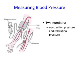 Measuring Blood Pressure
• Two numbers:
– contraction pressure
and relaxation
pressure
 