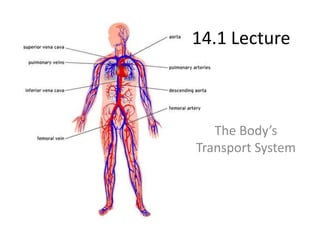 14.1 Lecture
The Body’s
Transport System
 