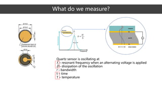 Quartz sensor is oscillating at
fr – resonant frequency when an alternating voltage is applied
D – dissipation of the oscillation
Г – bandwidth
t – time
T – temperature
What do we measure?
 
