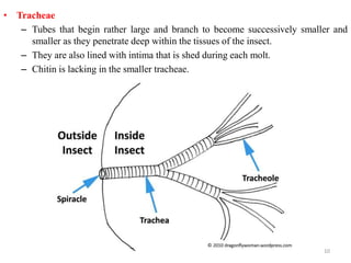 • Tracheae
– Tubes that begin rather large and branch to become successively smaller and
smaller as they penetrate deep within the tissues of the insect.
– They are also lined with intima that is shed during each molt.
– Chitin is lacking in the smaller tracheae.
10
 