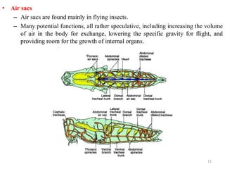 • Air sacs
– Air sacs are found mainly in flying insects.
– Many potential functions, all rather speculative, including increasing the volume
of air in the body for exchange, lowering the specific gravity for flight, and
providing room for the growth of internal organs.
12
 