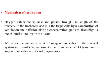 • Mechanism of respiration
• Oxygen enters the spiracle and passes through the length of the
tracheae to the tracheoles and into the target cells by a combination of
ventilation and diffusion along a concentration gradient, from high in
the external air to low in the tissue.
• Where as the net movement of oxygen molecules in the tracheal
system is inward (Inspiration), the net movement of CO2 and water
vapour molecules is outward (Expiration).
13
 