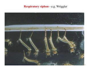 Respiratory siphon - e.g. Wriggler
17
 