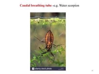 Caudal breathing tube -e.g. Water scorpion
18
 