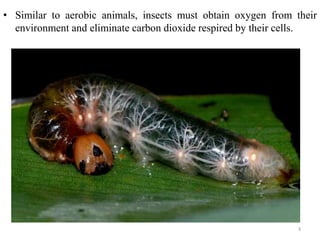 • Similar to aerobic animals, insects must obtain oxygen from their
environment and eliminate carbon dioxide respired by their cells.
3
 