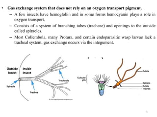 • Gas exchange system that does not rely on an oxygen transport pigment.
– A few insects have hemoglobin and in some forms hemocyanin plays a role in
oxygen transport.
– Consists of a system of branching tubes (tracheae) and openings to the outside
called spiracles.
– Most Collembola, many Protura, and certain endoparasitic wasp larvae lack a
tracheal system; gas exchange occurs via the integument.
5
 