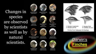 Changes in
species
are observed
by scientists
as well as by
natural
scientists.
 