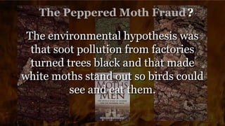 ?
The environmental hypothesis was
that soot pollution from factories
turned trees black and that made
white moths stand out so birds could
see and eat them.
 