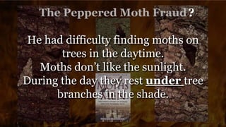 ?
He had difficulty finding moths on
trees in the daytime.
Moths don’t like the sunlight.
During the day they rest under tree
branches in the shade.
 
