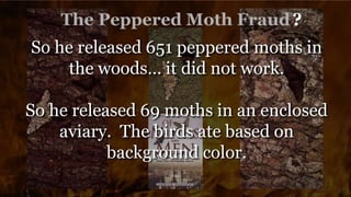 ?
So he released 651 peppered moths in
the woods… it did not work.
So he released 69 moths in an enclosed
aviary. The birds ate based on
background color.
 