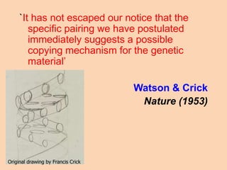 `It has not escaped our notice that the
specific pairing we have postulated
immediately suggests a possible
copying mechanism for the genetic
material’
Watson & Crick
Nature (1953)
Original drawing by Francis Crick
 
