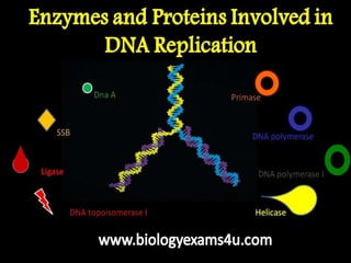 DNA  replication