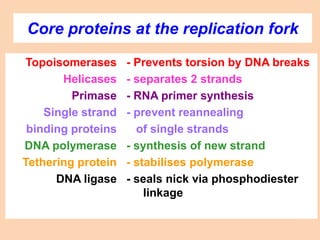 Core proteins at the replication fork
Topoisomerases
Helicases
Primase
Single strand
binding proteins
DNA polymerase
Tethering protein
DNA ligase
- Prevents torsion by DNA breaks
- separates 2 strands
- RNA primer synthesis
- prevent reannealing
of single strands
- synthesis of new strand
- stabilises polymerase
- seals nick via phosphodiester
linkage
 