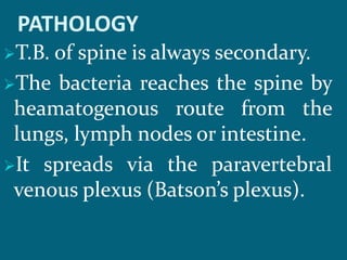 PATHOLOGY
T.B. of spine is always secondary.
The bacteria reaches the spine by
heamatogenous route from the
lungs, lymph nodes or intestine.
It spreads via the paravertebral
venous plexus (Batson’s plexus).
 