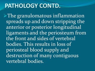 PATHOLOGY CONTD.
The granulomatous inflammation
spreads up and down stripping the
anterior or posterior longitudinal
ligaments and the periosteum from
the front and sides of vertebral
bodies. This results in loss of
periosteal blood supply and
destruction of many contiguous
vertebral bodies.
 