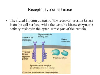 14.tyrosine kinase | PPTX